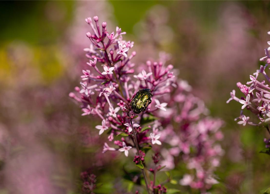 Syringa Bloomerang Pink Perfume