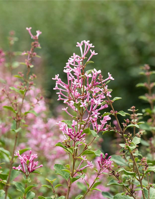 Syringa Bloomerang Pink Perfume