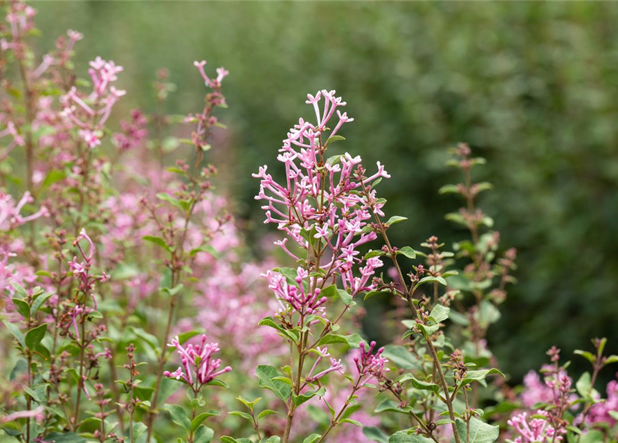 Syringa Bloomerang Pink Perfume