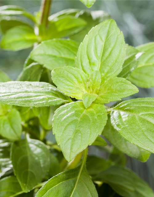 Ocimum basilicum Magic White