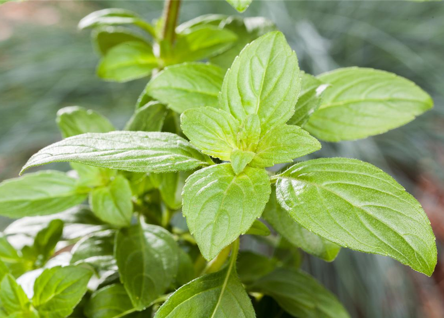 Ocimum basilicum Magic White