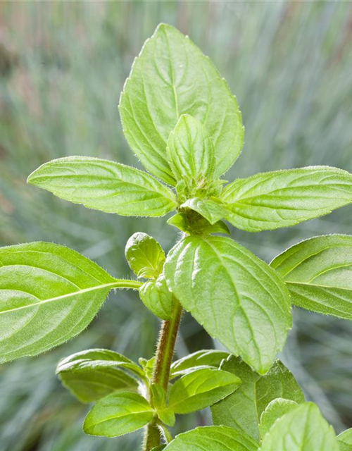 Ocimum basilicum Magic White