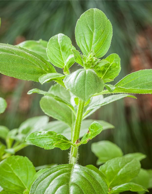 Ocimum basilicum Magic White