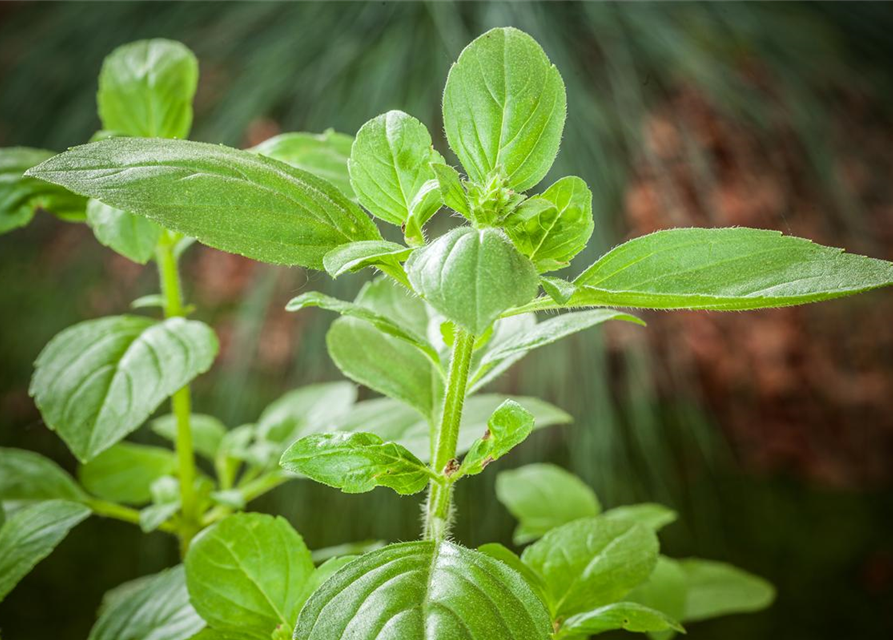 Ocimum basilicum Magic White