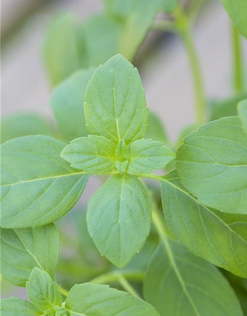 Ocimum basilicum Magic White