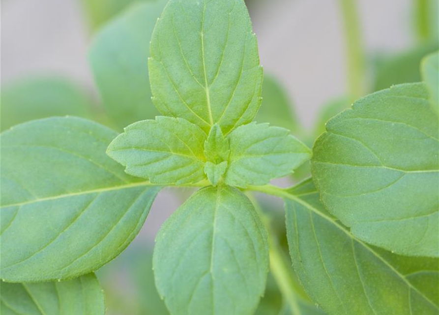 Ocimum basilicum Magic White