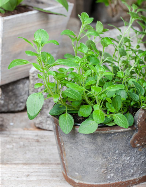 Origanum vulgare Diabolo