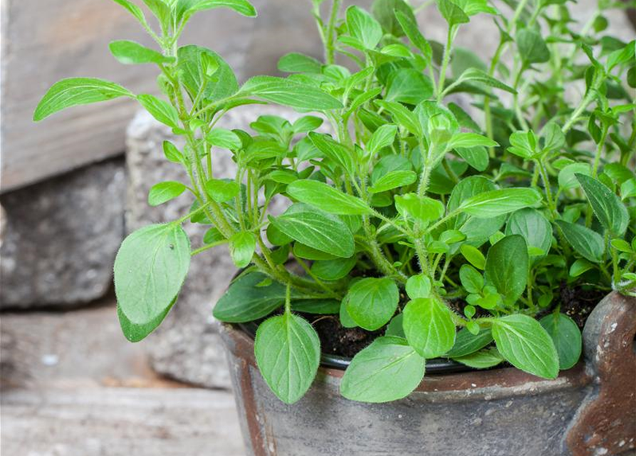 Origanum vulgare Diabolo