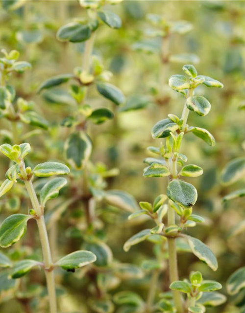 Thymus citriodorus Mystic Lemon