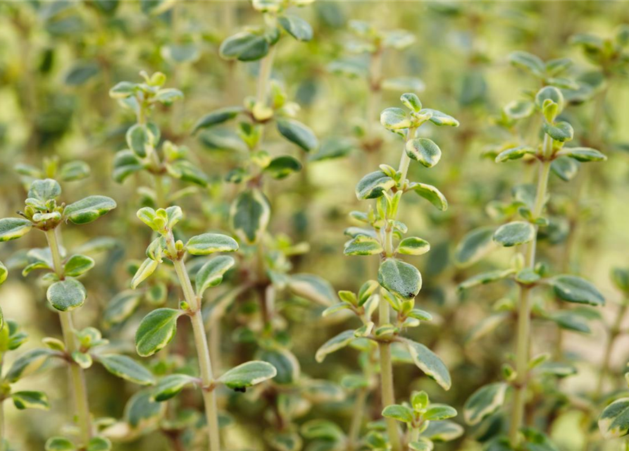 Thymus citriodorus Mystic Lemon