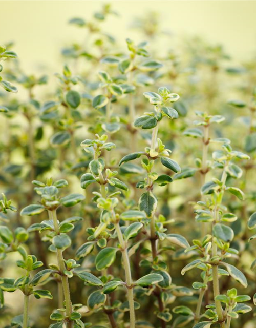 Thymus citriodorus Mystic Lemon