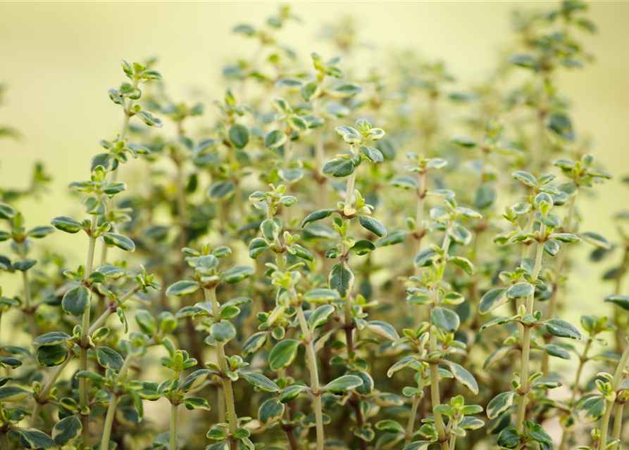 Thymus citriodorus Mystic Lemon