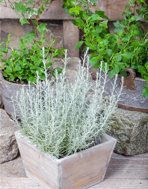 Helichrysum italicum Aladin