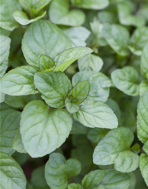 Mentha citrata