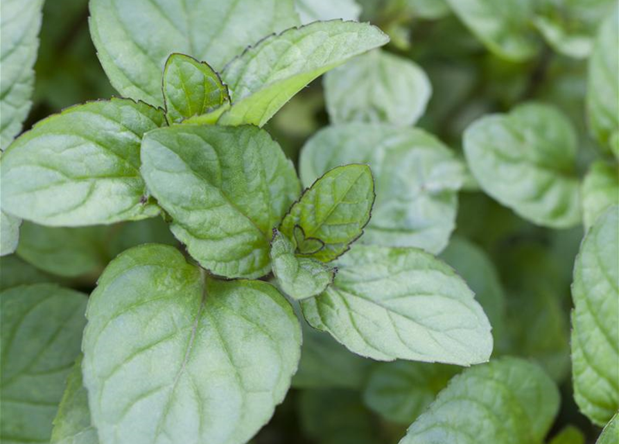 Mentha citrata