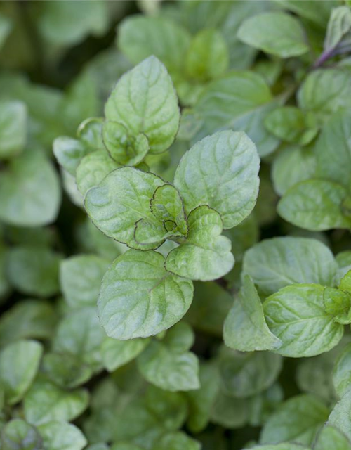 Mentha citrata