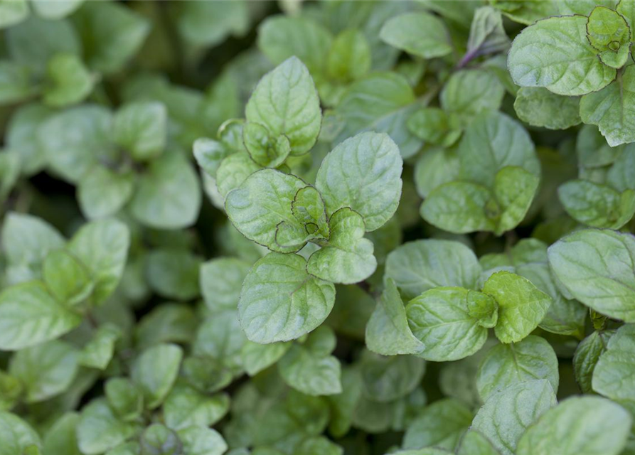 Mentha citrata