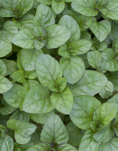 Mentha citrata