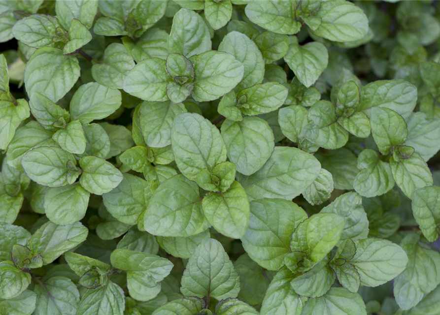 Mentha citrata