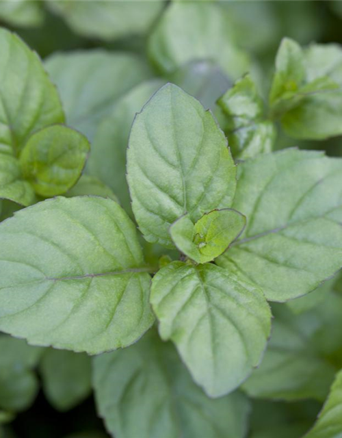 Mentha citrata