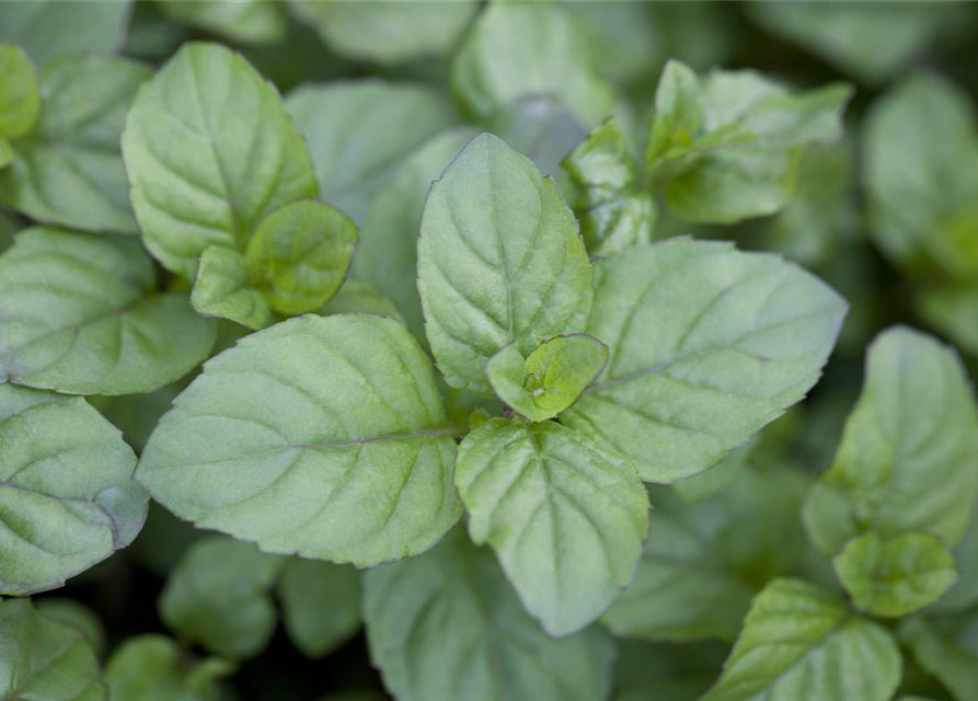 Mentha citrata