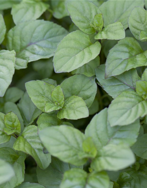 Mentha citrata