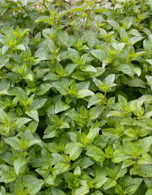 Mentha citrata