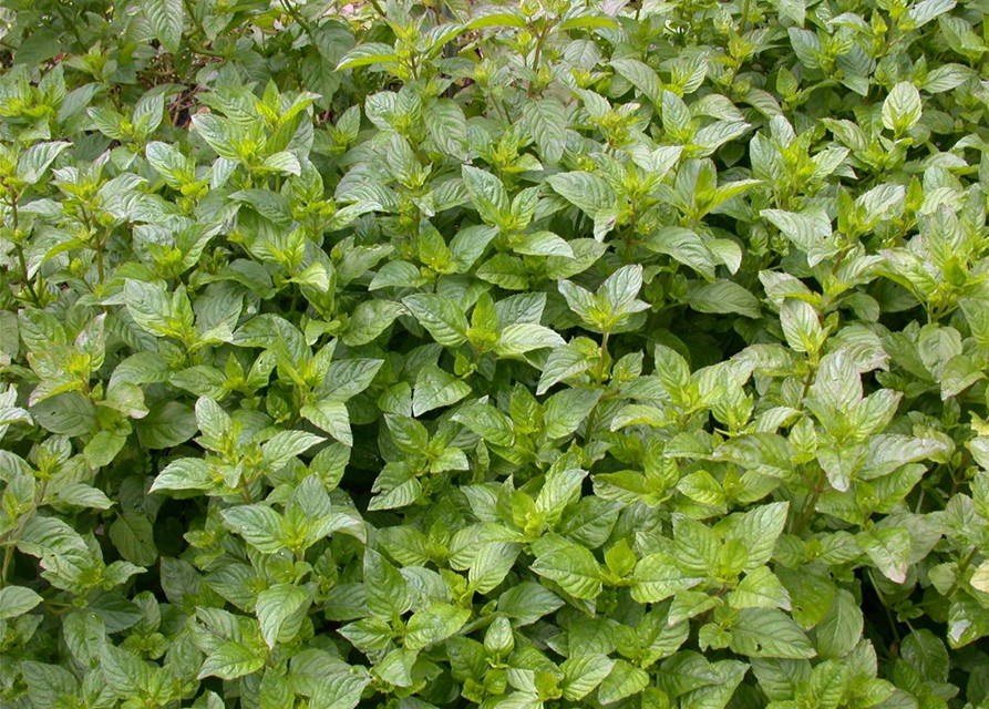 Mentha citrata