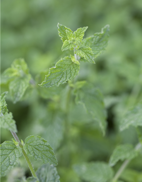 Mentha species Almira