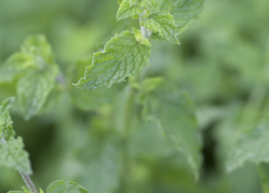 Mentha species Almira