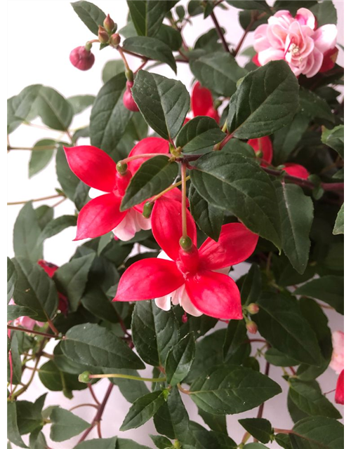 Fuchsia cultivars Leonita Double Red-White