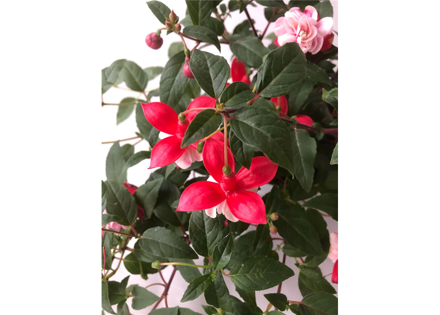 Fuchsia cultivars Leonita Double Red-White