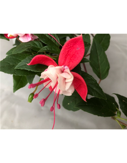 Fuchsia cultivars Leonita Double Red-White