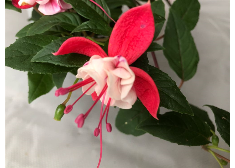 Fuchsia cultivars Leonita Double Red-White