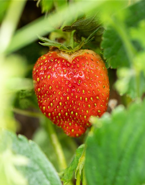 Fragaria ananassa Malwina