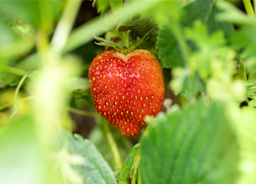 Fragaria ananassa Malwina