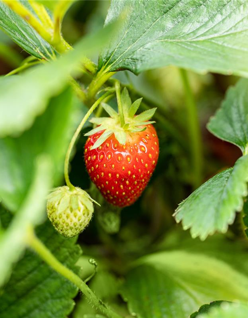 Fragaria ananassa Malwina