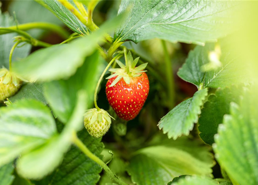 Fragaria ananassa Malwina