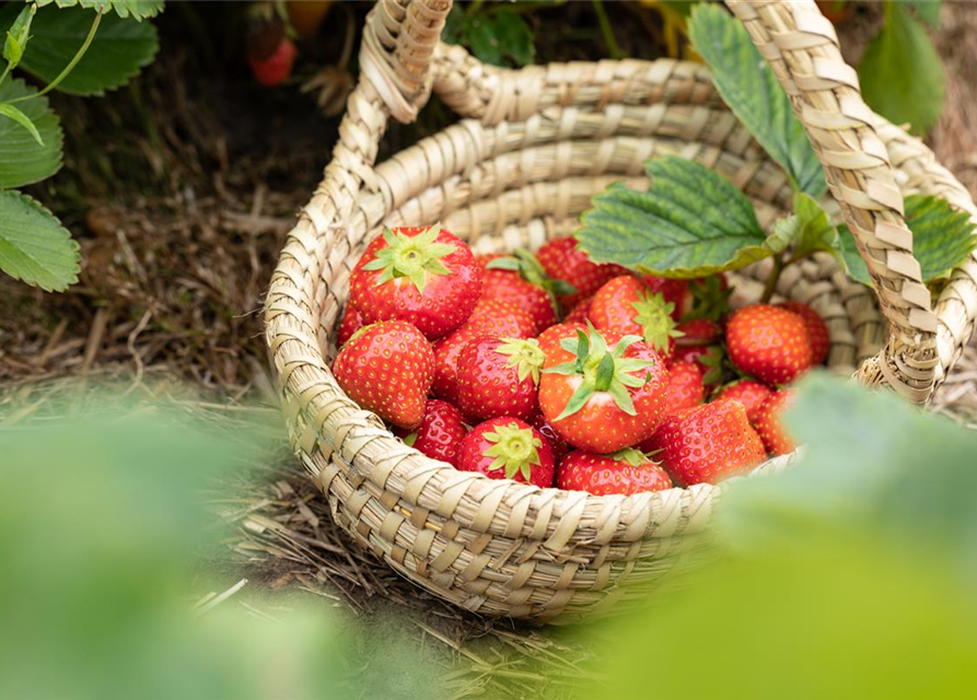 Fragaria ananassa Malwina