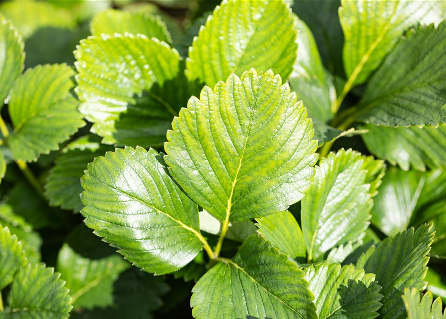 Fragaria ananassa Malwina