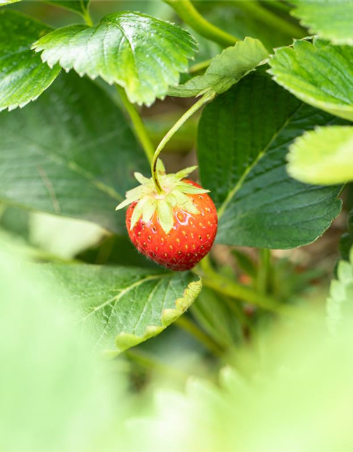 Fragaria ananassa Malwina