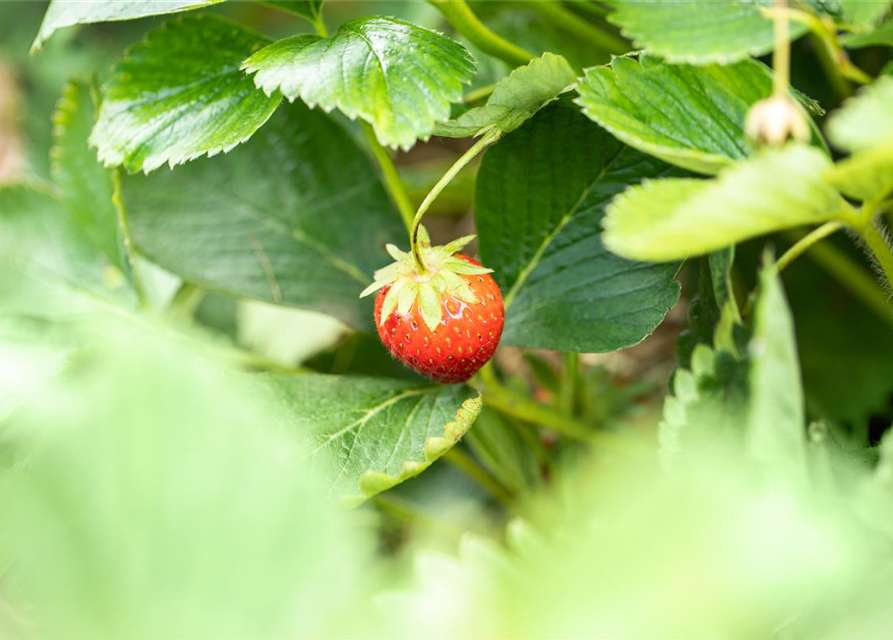 Fragaria ananassa Malwina