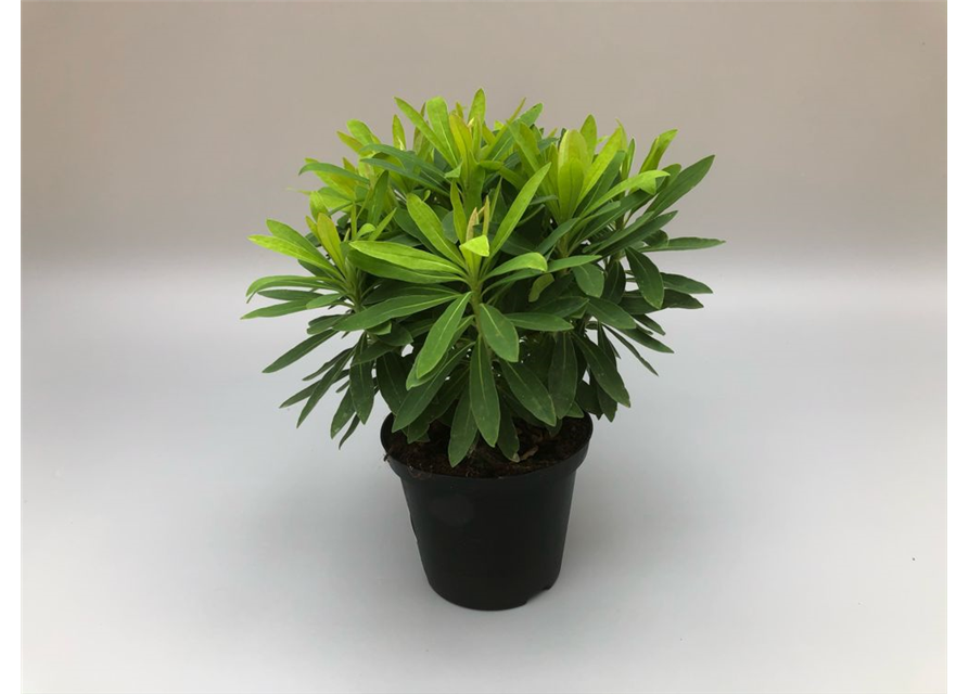 Euphorbia martinii Medea