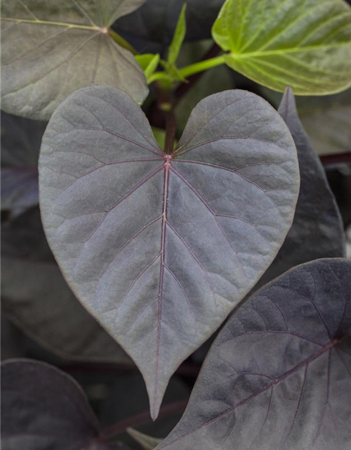 Ipomoea batatas Sweet Heart Jet Black