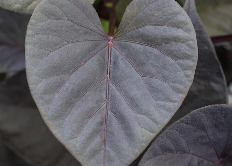 Ipomoea batatas Sweet Heart Jet Black