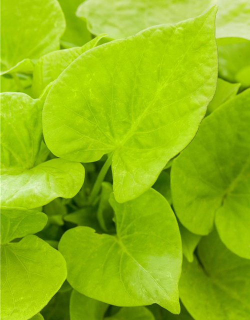 Ipomoea batatas Sweet Heart Light Green