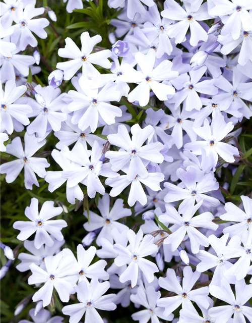 Phlox subulata Emerald Cushion Blue