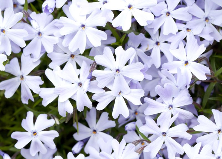 Phlox subulata Emerald Cushion Blue