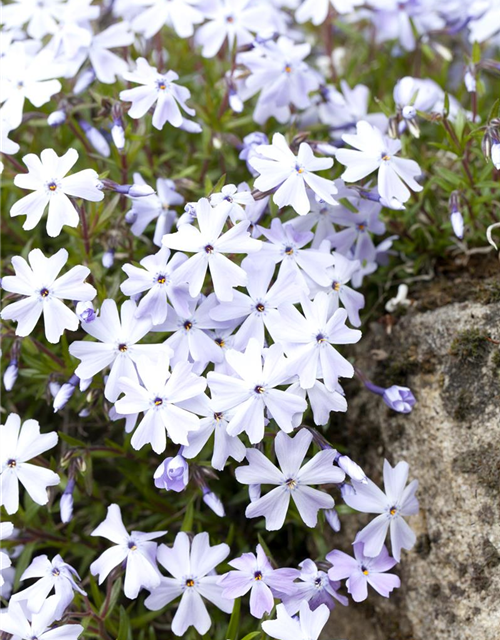 Phlox subulata Emerald Cushion Blue