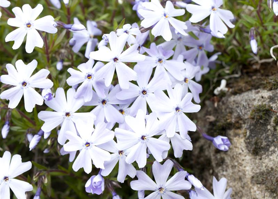 Phlox subulata Emerald Cushion Blue